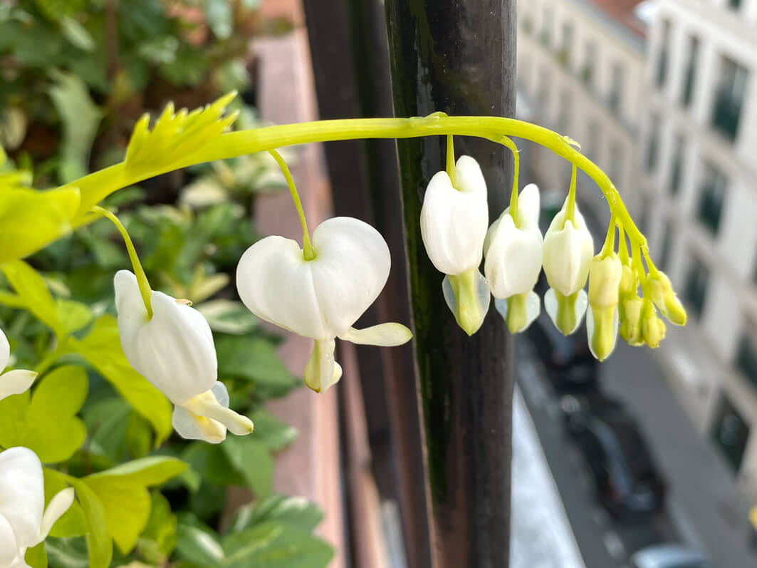 Lire la suite à propos de l’article Quelques clochettes de coeur-de-Marie ‘White Gold’ pour ce début du printemps