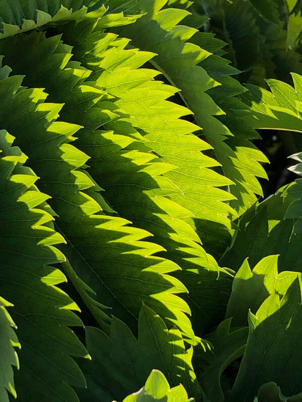 Soleil et feuillage de la grande mélianthe en fin d'hiver dans le Jardin des Plantes, Paris 5e (75)