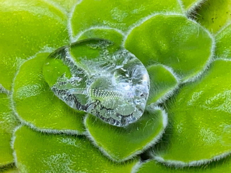 Goutte d'eau sur la rosette de feuilles d'un Petrocosmea, Gesnériacées, plante d'intérieur, Paris 19e (75)