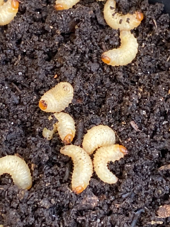 Larves d'otiorhynques au début du printemps sur mon balcon parisien, Paris 19e (75)