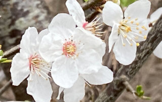 Floraison d'un prunellier en hiver dans le Domaine national de Chambord, Chambord (41)