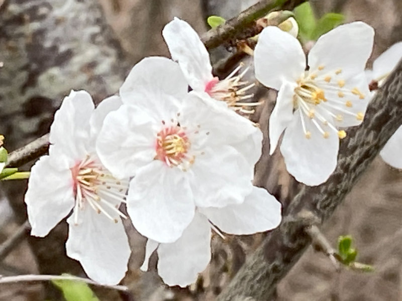 Floraison d'un prunellier en hiver dans le Domaine national de Chambord, Chambord (41)