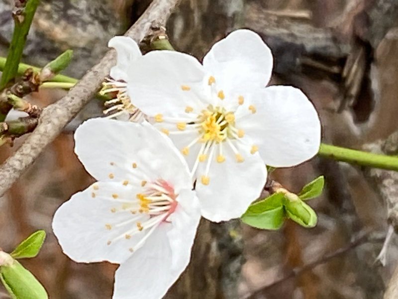 Floraison d'un prunellier en hiver dans le Domaine national de Chambord, Chambord (41)