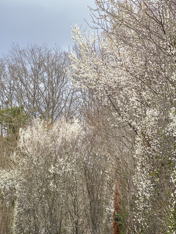 Floraison d'un prunellier en hiver dans le Domaine national de Chambord, Chambord (41)