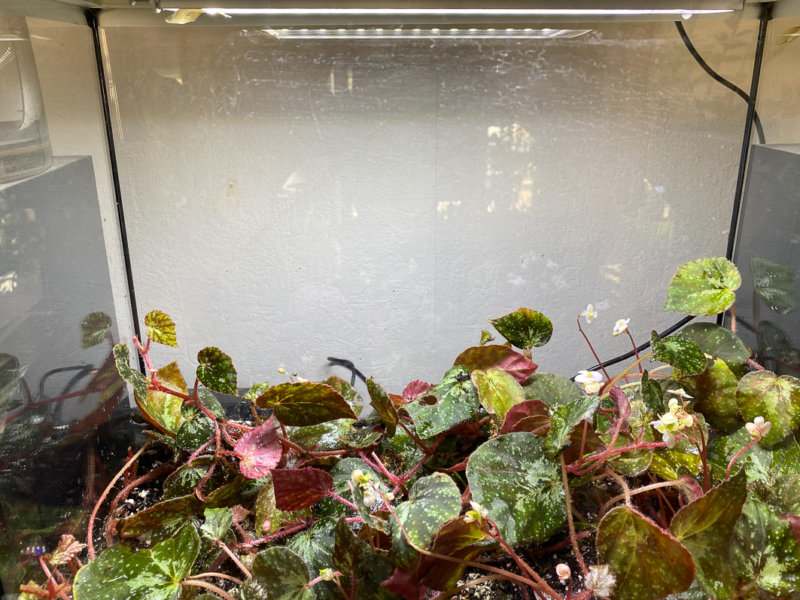 Begonia U074 dans son terrarium, Bégoniacées, plante d'intérieur, Paris 19e (75)