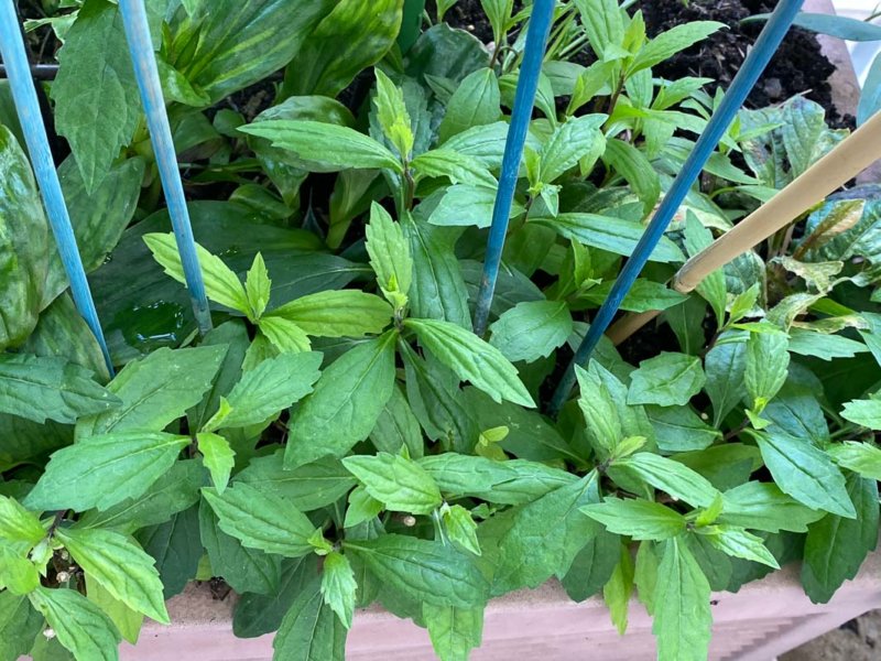 Aster ageratoides 'Ezo Murosaki', Astéracées, au début du printemps sur mon balcon parisien, Paris 19e (75)