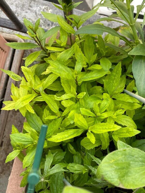 Aster ageratoides 'Ezo Murosaki', Astéracées, au début du printemps sur mon balcon parisien, Paris 19e (75)