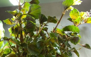 Begonia 'Cascade Rose' dans un potager d'intérieur Tregren T12, plante d'intérieur, Paris 19e (75)
