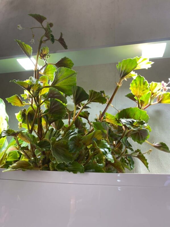 Lire la suite à propos de l’article Culture réussie du bégonia ‘Cascade rose’ dans un potager Tregren