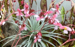 Fleurs de Bégonia cleopatrae et Tillandsia, terrarium, plante d'intérieur, Paris 19e (75)