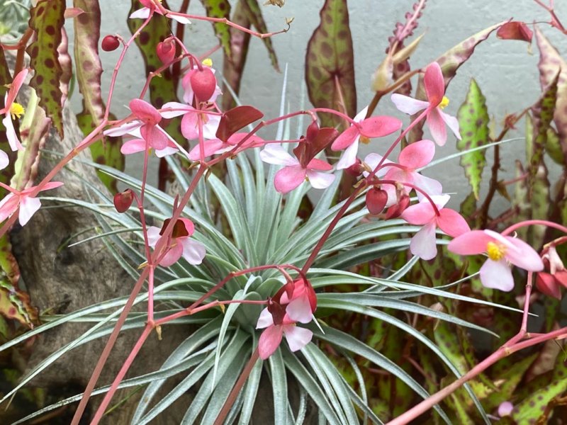 Fleurs de Bégonia cleopatrae et Tillandsia, terrarium, plante d'intérieur, Paris 19e (75)