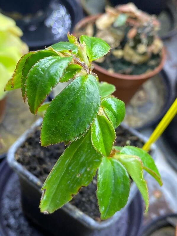 Jeune plant de Begonia fuchsioides, plante d'intérieur, Paris 19e (75)