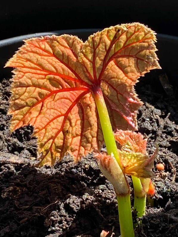 Begonia grandis ssp. evansiana 'Alba', Bégoniacées, au début du printemps sur mon balcon parisien, Paris 19e (75)