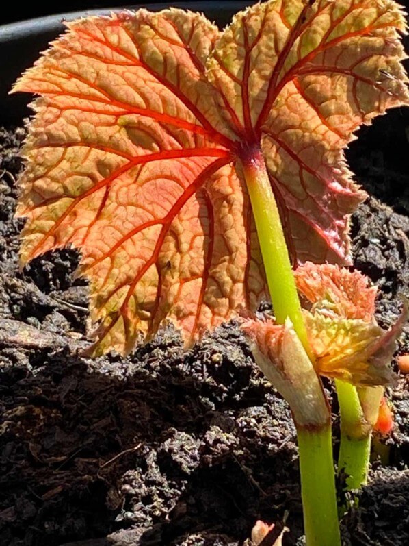 Begonia grandis ssp. evansiana 'Alba', Bégoniacées, au début du printemps sur mon balcon parisien, Paris 19e (75)