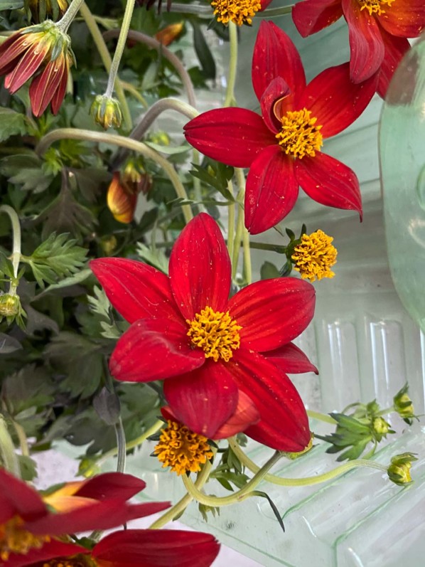 Bidens 'Spicy Dark Red', fleur, au début du printemps sur mon balcon parisien, Paris 19e (75)