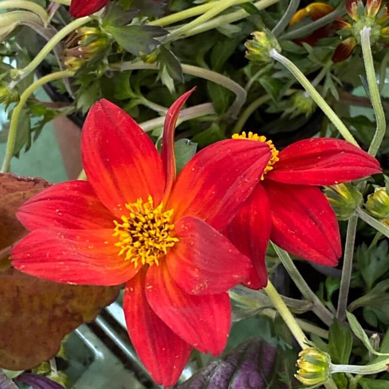 Bidens 'Spicy Dark Red', fleur, au début du printemps sur mon balcon parisien, Paris 19e (75)
