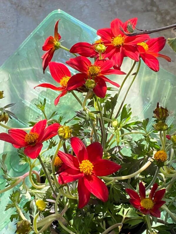Bidens 'Spicy Dark Red', fleur, au début du printemps sur mon balcon parisien, Paris 19e (75)