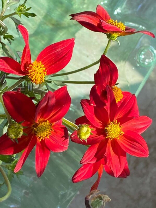 Bidens 'Spicy Dark Red', fleur, au début du printemps sur mon balcon parisien, Paris 19e (75)