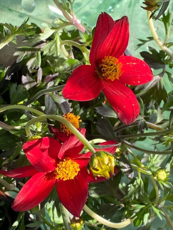 Bidens 'Spicy Dark Red', fleur, au début du printemps sur mon balcon parisien, Paris 19e (75)