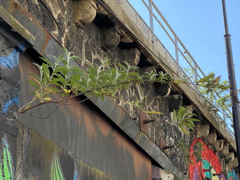 Buddleia davidii poussant sur un mur, rue de l'Ourcq, Paris 19e (75)