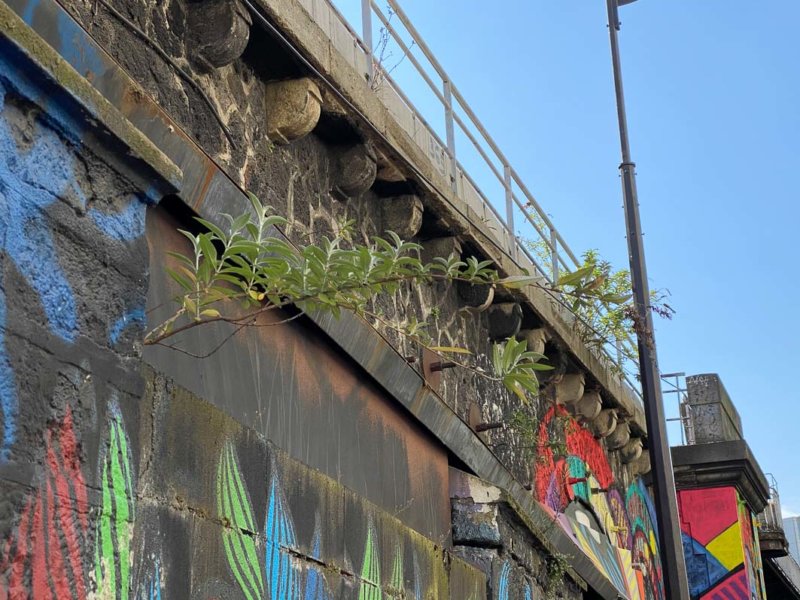 Buddleia davidii poussant sur un mur, rue de l'Ourcq, Paris 19e (75)