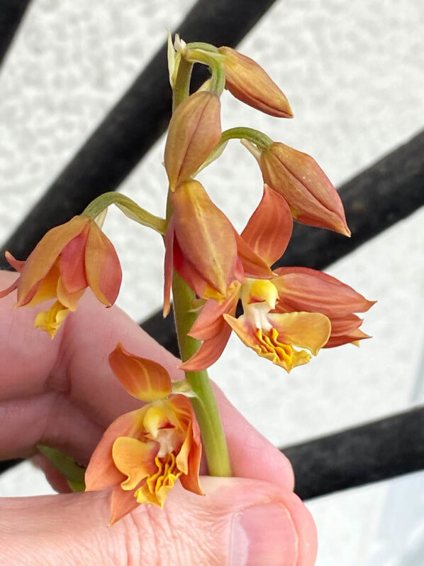 Calanthe fleuri au début du printemps sur mon balcon parisien, Paris 19e (75)