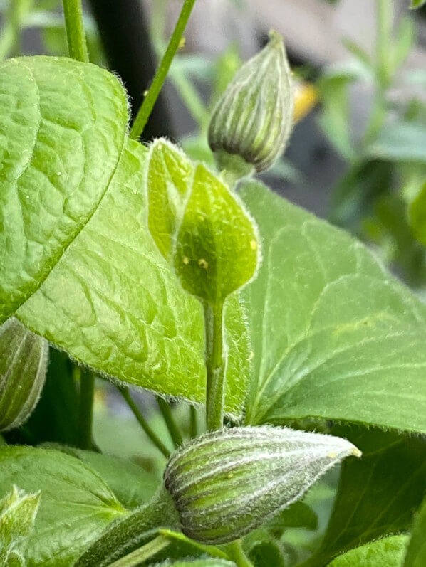 Bouton floral de Clematis 'Blue River'® Zoblueriver au début du printemps sur mon balcon parisien, Paris 19e (75)