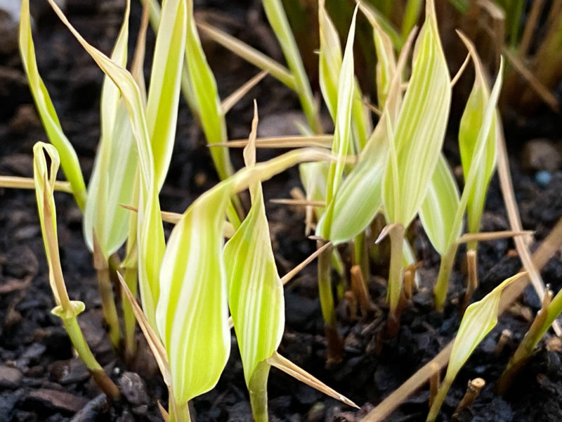 Hakonechloa macra 'Sun Flare' au début du printemps sur mon balcon parisien, Paris 19e (75)