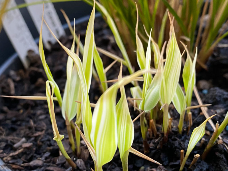 Hakonechloa macra 'Sun Flare' au début du printemps sur mon balcon parisien, Paris 19e (75)