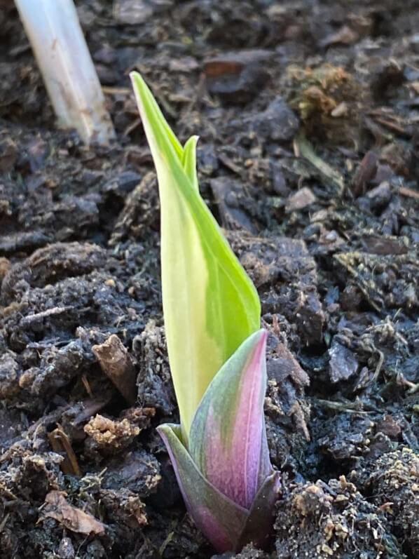 Lire la suite à propos de l’article Nouvelle pousse de l’Hosta ‘Fire and Ice’
