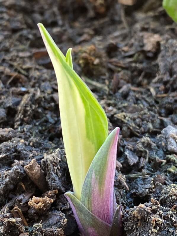 Nouvelle pousse de l'Hosta 'Fire And Ice' au début du printemps sur mon balcon parisien, Paris 19e (75)