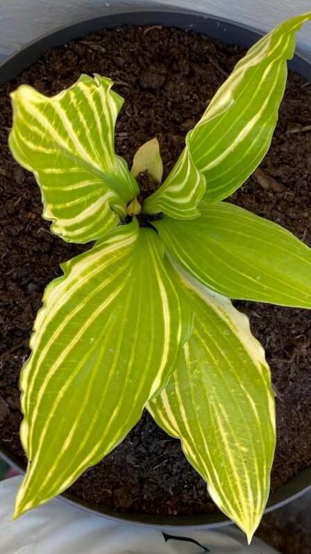 Hosta ‘Siberian Tiger’ au début du printemps sur mon balcon parisien, Paris 19e (75)