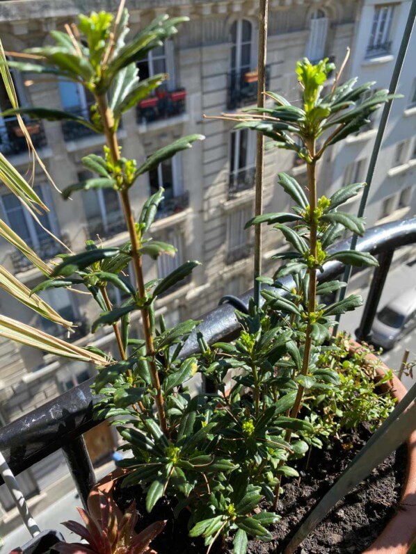 Lysionotus pauciflorus, Gesnériacées, au début du printemps sur mon balcon parisien, Paris 19e (75)