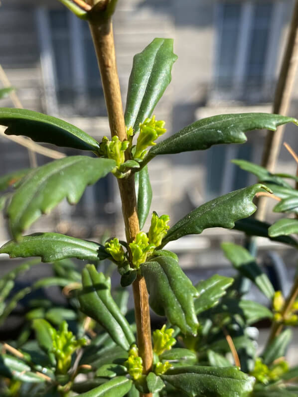 Lysionotus pauciflorus, Gesnériacées, au début du printemps sur mon balcon parisien, Paris 19e (75)