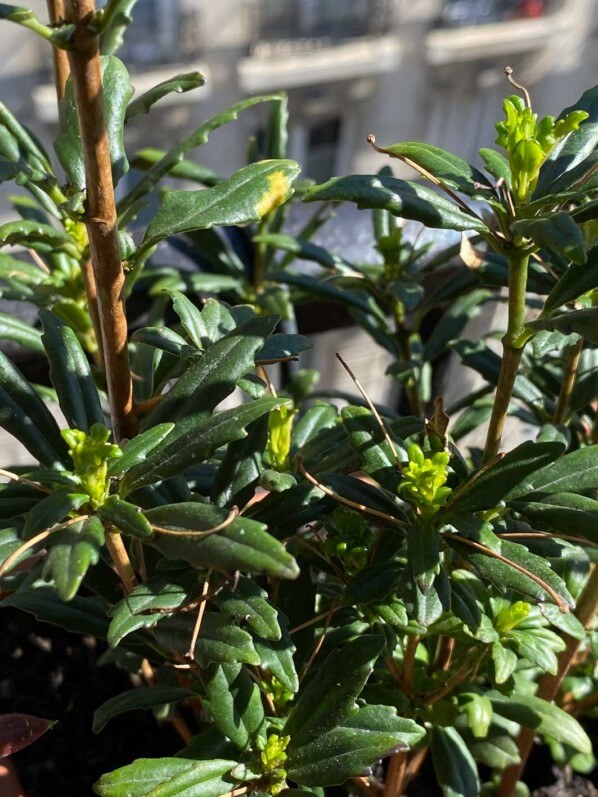 Lysionotus pauciflorus, Gesnériacées, au début du printemps sur mon balcon parisien, Paris 19e (75)