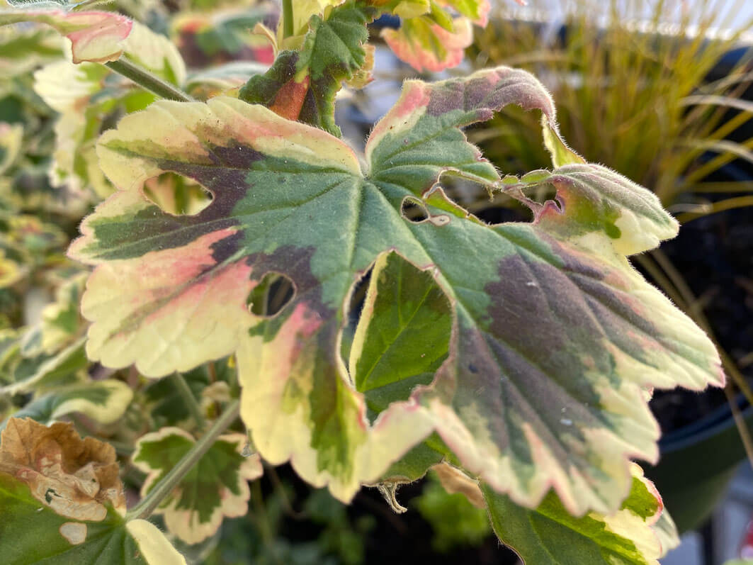 Lire la suite à propos de l’article Une chenille a dévoré mon beau pélargonium multicolore