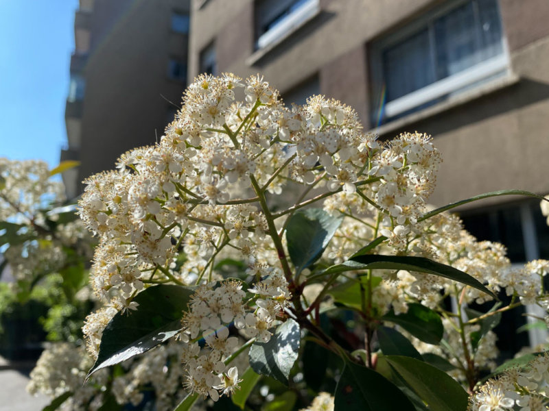 Inflorescence d'un photina, Paris 19e (75)