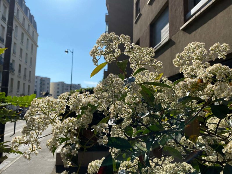 Photinia en pleine floraison, Paris 19e (75)