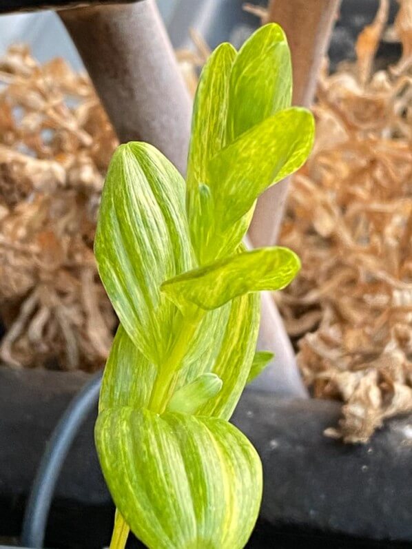 Polygonatum humile 'Shiro Shima Fu' au début du printemps sur mon balcon parisien, Paris 19e (75)