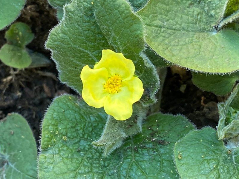 Saruma henryi en fleur au début du printemps sur mon balcon parisien, Paris 19e (75)