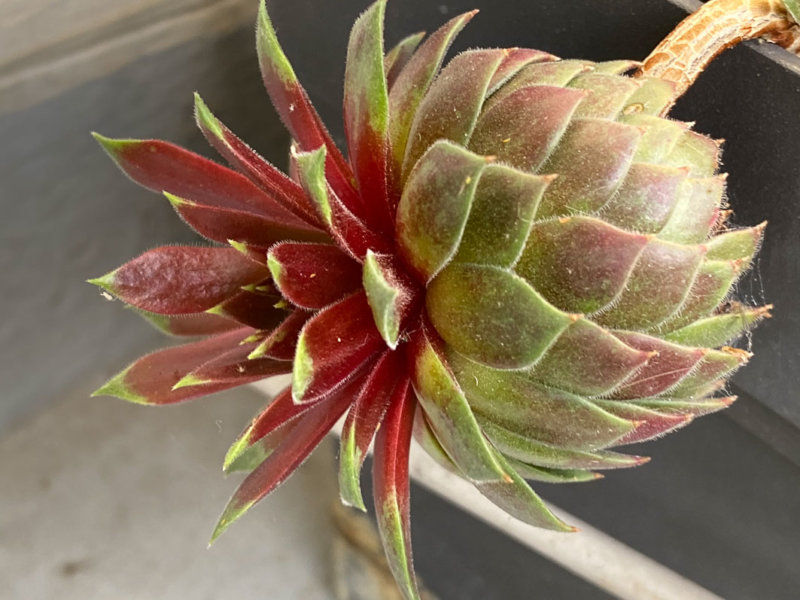 Sempervivum 'Pacific Blazing Star' au début du printemps sur mon balcon parisien, Paris 19e (75)