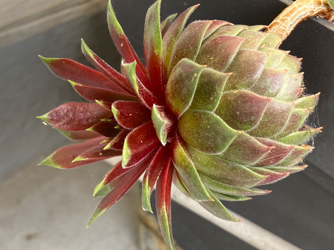Lire la suite à propos de l’article Une joubarbe en forme d’ananas