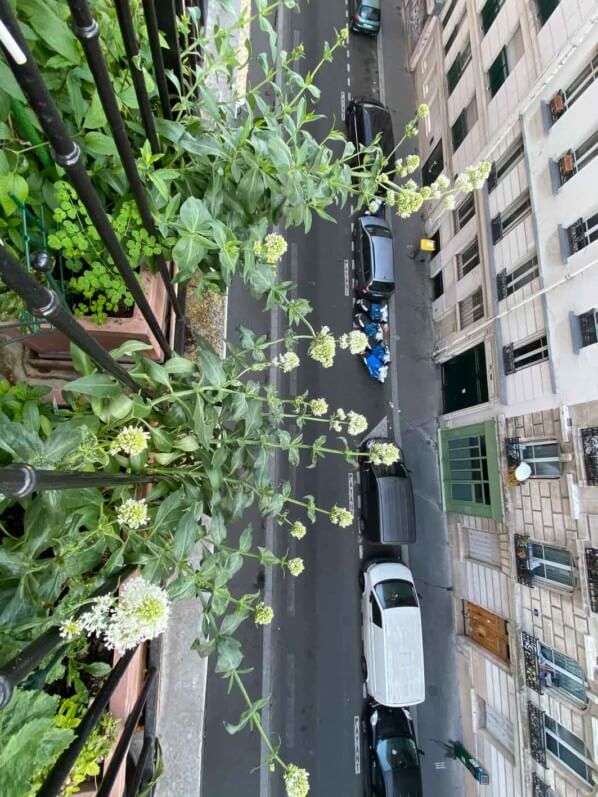 Vue sur la rue depuis mon balcon parisien, valériane des jardins (Centranthus), Paris 19e (75), 23 avril 2020, photo Alain Delavie