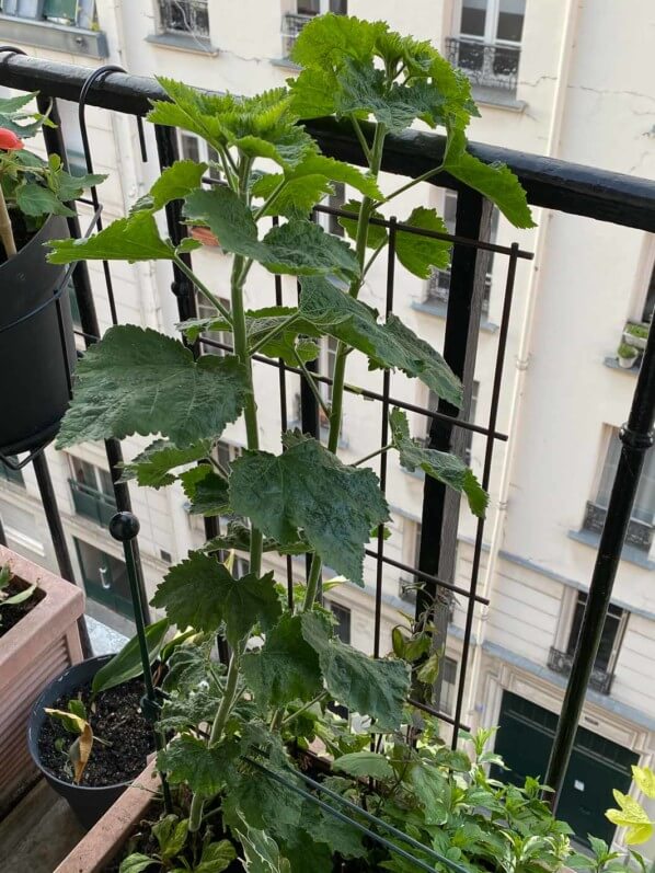 Nouvelles pousses d'alcathéa, Malvacées, au début du printemps sur mon balcon parisien, Paris 19e (75)