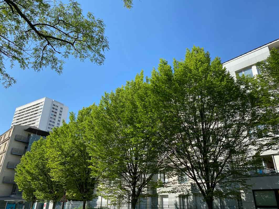 Lire la suite à propos de l’article Plus d’un mois de confinement et les arbres ont toutes leurs feuilles