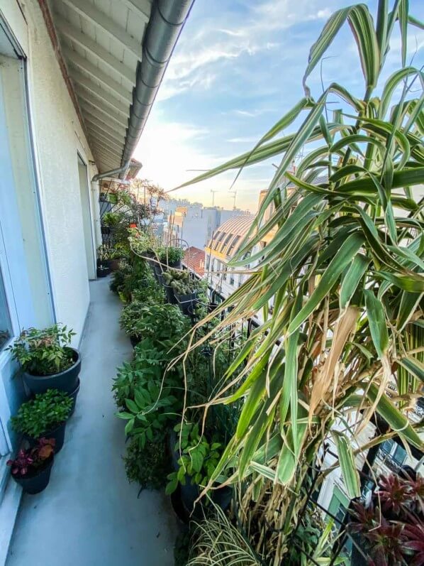 Au début du printemps sur mon balcon parisien nettoyé et planté, Paris 19e (75)