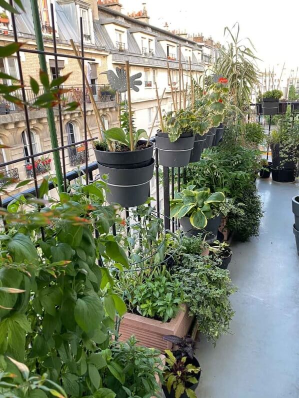 Au début du printemps sur mon balcon parisien nettoyé et planté, Paris 19e (75)