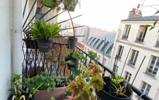 Au début du printemps sur mon balcon parisien nettoyé et planté, Paris 19e (75)