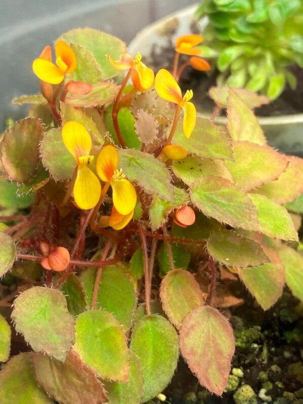 Begonia vankerckhovenii, Bégoniacées, plante d'intérieur, Paris 19e (75)