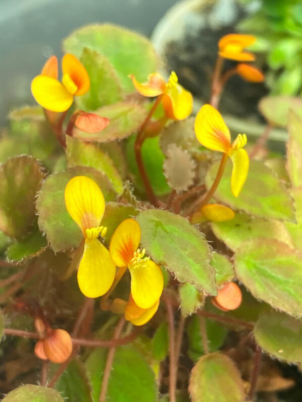 Begonia vankerckhovenii, Bégoniacées, plante d'intérieur, Paris 19e (75)